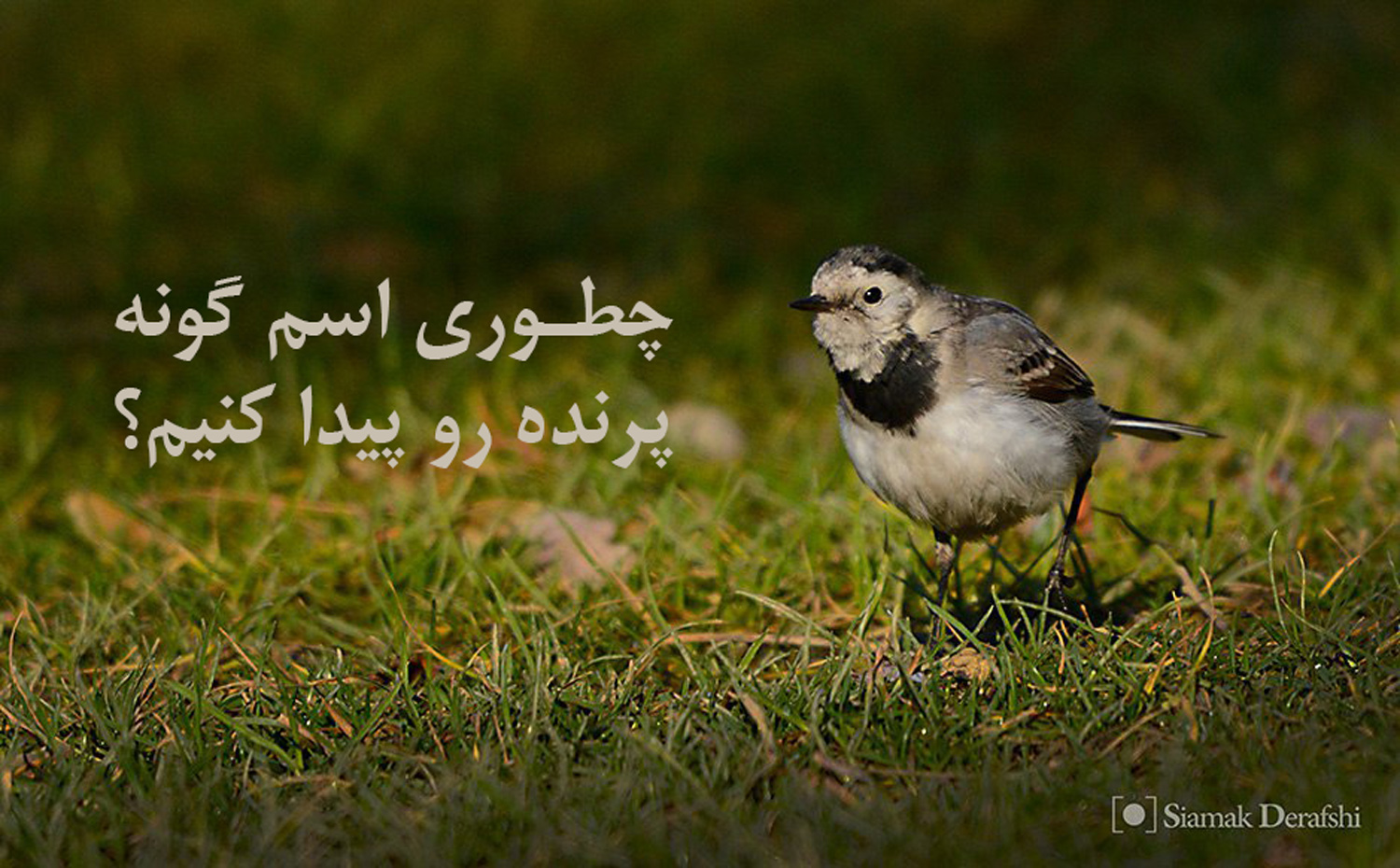 پرنده گونه شناسایی رضاعسکری