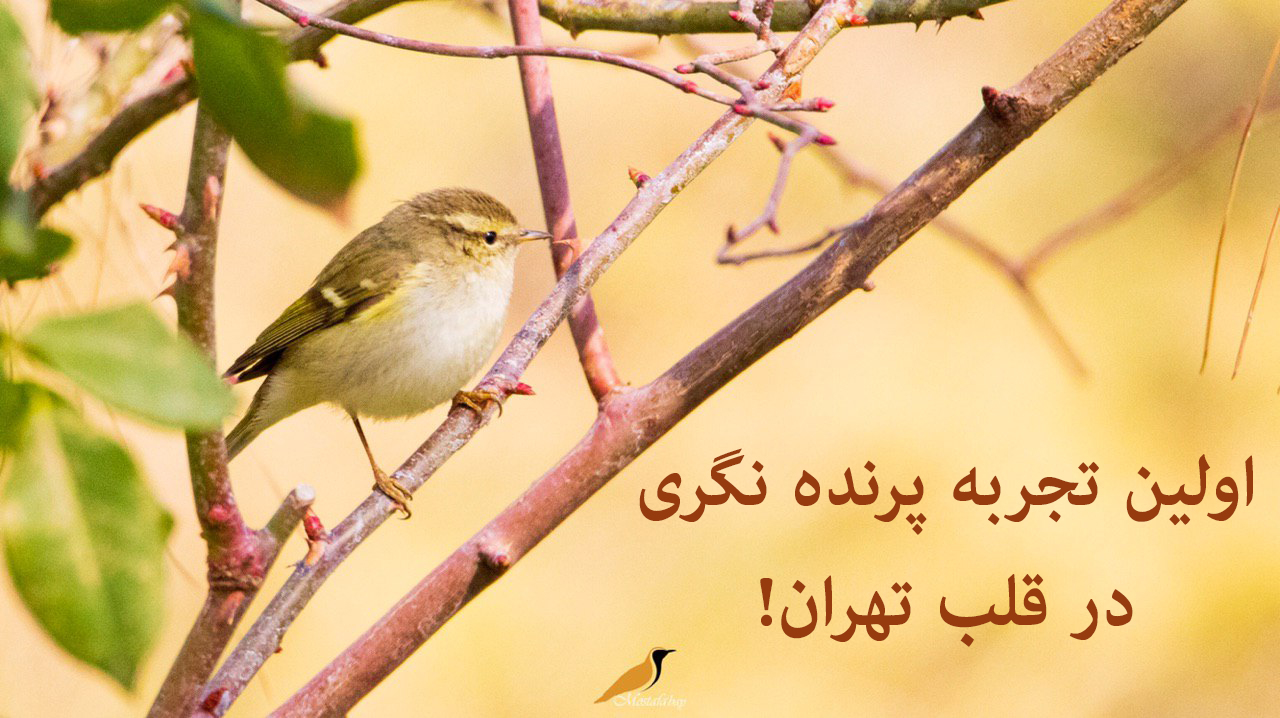 سسک-ابرو-زرد-پرنده نگری-رضاعسکری