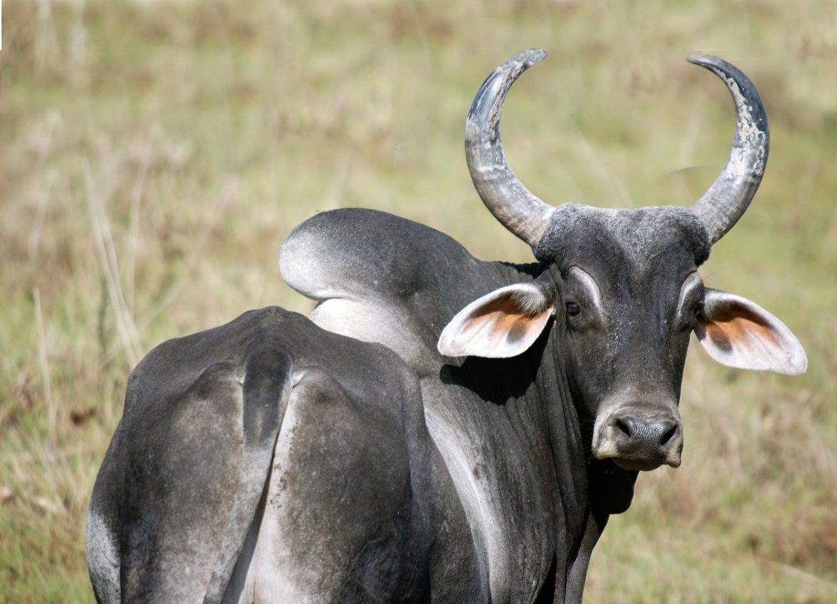 zebu-ماداگاسکار-حیوان-ملی