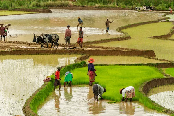 برنج کاری در ماداگاسکار