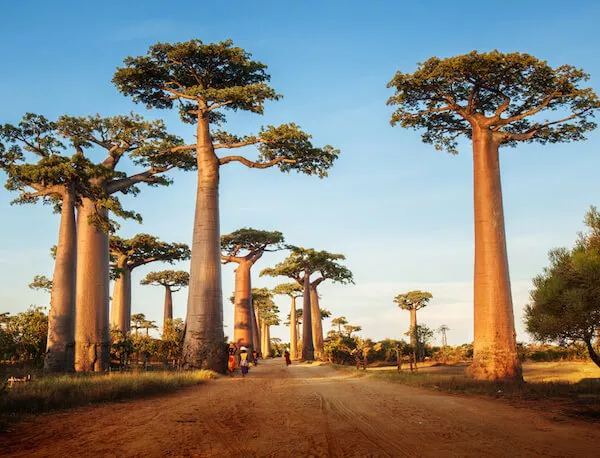 درختان بائوباب ماداگاسکار